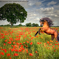 Buy canvas prints of Horse In A Poppy Field by Alison Chambers