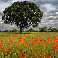 Buy canvas prints of Wakefield Poppy Field by Alison Chambers