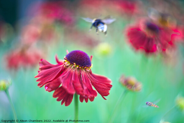 Helenium Flowers Picture Board by Alison Chambers