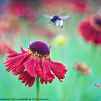 Buy canvas prints of Helenium Flowers by Alison Chambers