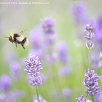 Buy canvas prints of Flying  Bee by Alison Chambers