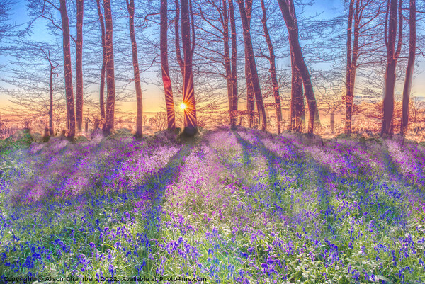 Sunrise Bluebells Picture Board by Alison Chambers