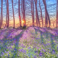 Buy canvas prints of Sunrise Bluebells by Alison Chambers