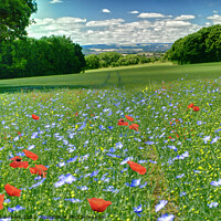 Buy canvas prints of Poppies and Cornflowers by Alison Chambers