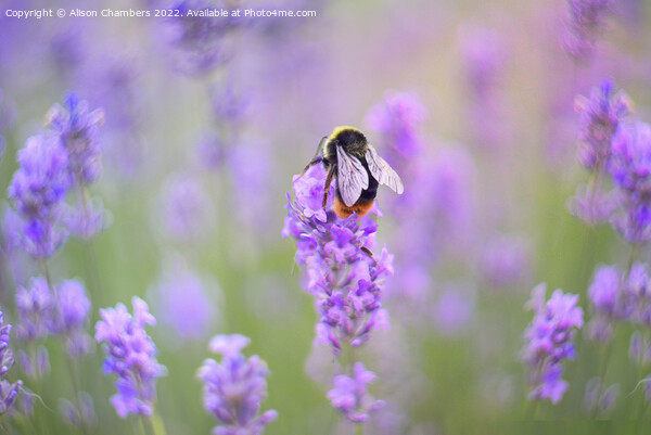 Bee On Lavender Flower Picture Board by Alison Chambers