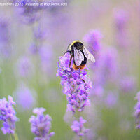 Buy canvas prints of Bee On Lavender Flower by Alison Chambers