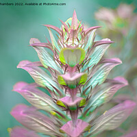 Buy canvas prints of Acanthus Flower by Alison Chambers