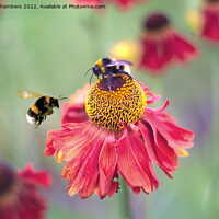 Buy canvas prints of Busy Bumblebees by Alison Chambers