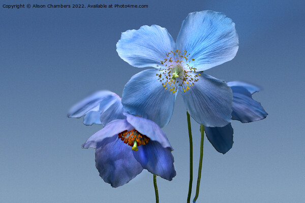 Himalayan Blue Poppies Picture Board by Alison Chambers