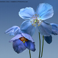 Buy canvas prints of Himalayan Blue Poppies by Alison Chambers