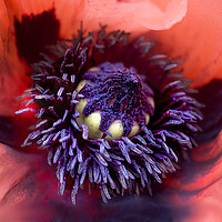 Buy canvas prints of Centre of a Poppy Flower by Alison Chambers