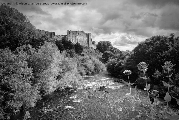 Richmond Castle Above River Swale Monochrome  Picture Board by Alison Chambers