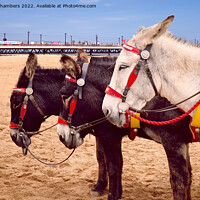 Buy canvas prints of Skegness Three Donkeys by Alison Chambers