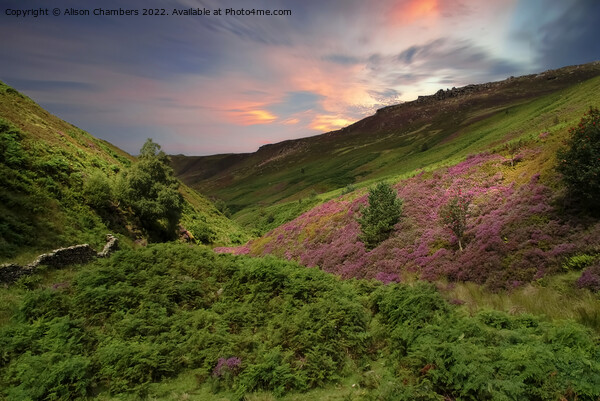 Peak District Sunset Heather Moor  Picture Board by Alison Chambers