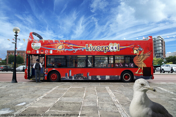 Liverpool Bus and Photobomber Picture Board by Alison Chambers