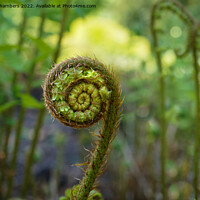 Buy canvas prints of Fern by Alison Chambers