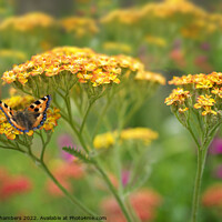 Buy canvas prints of Butterfly on Yarrow by Alison Chambers