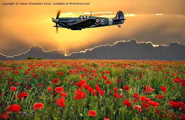Spitfire Poppy Field Memorial Flight Picture Board by Alison Chambers