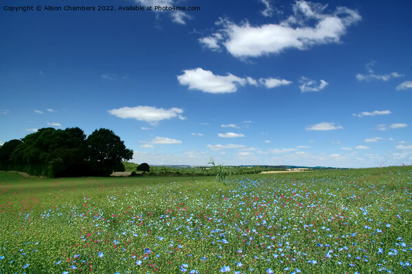 Summer Flower Meadow Picture Board by Alison Chambers