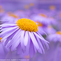 Buy canvas prints of Aster Flowers by Alison Chambers