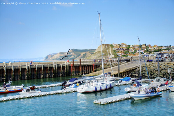West Bay Harbour Dorset Picture Board by Alison Chambers