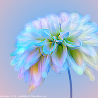 Buy canvas prints of Dahlia Flower by Alison Chambers