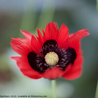 Buy canvas prints of Poppy Flower by Alison Chambers
