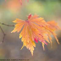 Buy canvas prints of Autumn Leaf by Alison Chambers