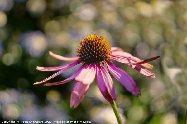 Echinacea Flower October Sun Picture Board by Alison Chambers