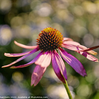 Buy canvas prints of Echinacea Flower October Sun by Alison Chambers