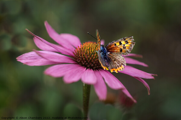 Butterfly On Echinacea Flower Picture Board by Alison Chambers