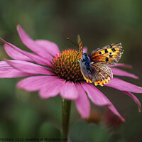 Buy canvas prints of Butterfly On Echinacea Flower by Alison Chambers