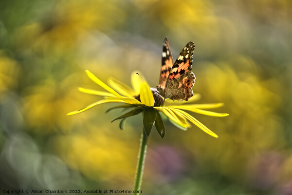 Tortoiseshell Butterfly on Rudbeckia Picture Board by Alison Chambers
