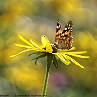 Buy canvas prints of Tortoiseshell Butterfly on Rudbeckia by Alison Chambers
