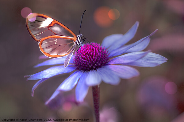 Glasswing Butterfly on Echinacea  Picture Board by Alison Chambers