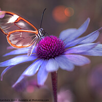 Buy canvas prints of Glasswing Butterfly on Echinacea  by Alison Chambers