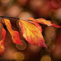 Buy canvas prints of Colourful Autumn Leaves by Alison Chambers