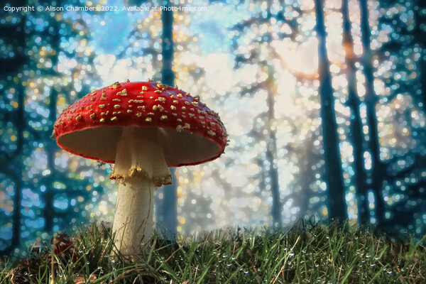 Woodland Fly Agaric Toadstool Picture Board by Alison Chambers