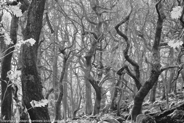 Padley Gorge in Monochrome  Picture Board by Alison Chambers