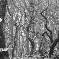 Buy canvas prints of Padley Gorge in Monochrome  by Alison Chambers
