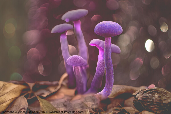 Amethyst Deceiver Mushroom Picture Board by Alison Chambers