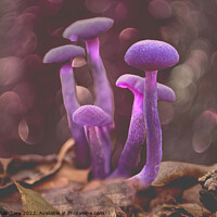 Buy canvas prints of Amethyst Deceiver Mushroom by Alison Chambers