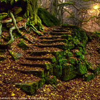 Buy canvas prints of Woodland Steps Padley Gorge by Alison Chambers