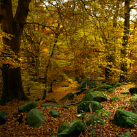Buy canvas prints of Trees and Rocks at Padley Gorge by Alison Chambers