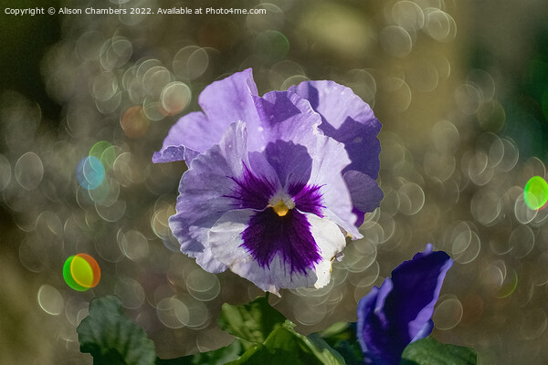 Pansy Flower Picture Board by Alison Chambers