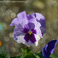 Buy canvas prints of Pansy Flower by Alison Chambers