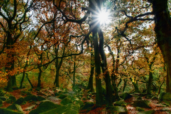 Padley Gorge Starburst Sun Picture Board by Alison Chambers