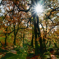 Buy canvas prints of Padley Gorge Starburst Sun by Alison Chambers