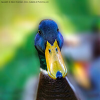 Buy canvas prints of Milldale Duck by Alison Chambers