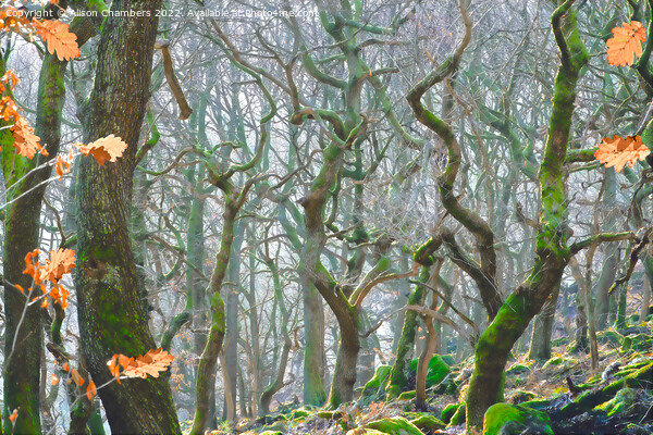 Misty Woodland At Padley Gorge Picture Board by Alison Chambers